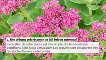 6 plantes idéales pour un balcon fleuri toute l'année