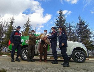 SİLİFKE'DE KANADI KIRIK PELİKAN TEDAVİYE ALINDI