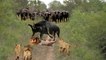 Lions Fake Death to Avoid Buffalo Attack - Hard Life of King Jungle - Lion vs Buffalo, Wildebeest