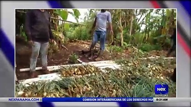 Perdidas de cebolla por las fuertes lluvias - Nex Noticias