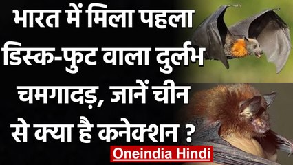 Meghalaya में मिला भारत का पहला Disk-foot दुर्लभ चमगादड़, ये है इसकी खासियत | वनइंडिया हिंदी