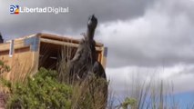 La emotiva imagen de la liberación de un cóndor herido en las cumbres bolivianas