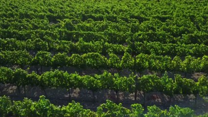 The Best Affordable White Wine, $15 and Under