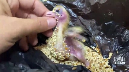 Ölmek üzereyken bulmuştu