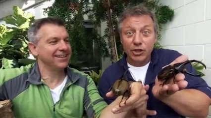 Hercules The Giant Beetle