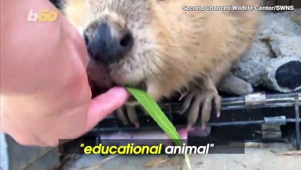 An Educational Rodent Named Justin Beaver Is Going Viral!