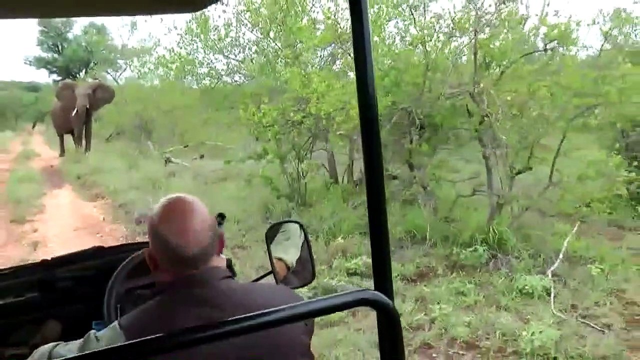 Ce guide safari reste zen face à un troupeau d'éléphants en colère