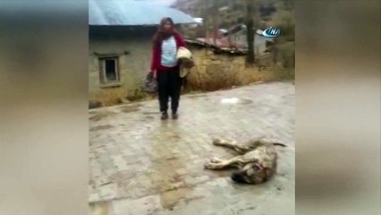 Kopan elektrik telleri köpekleri telef etti