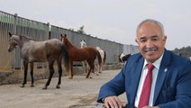 MHP'den istifa eden Dörtyol Belediye Başkanı: Atları teslim ettiğimiz kişi atları elinden kaçırdı