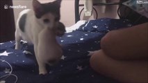 Cette maman chat apporte ses bébés à sa maitresse... trop mignon