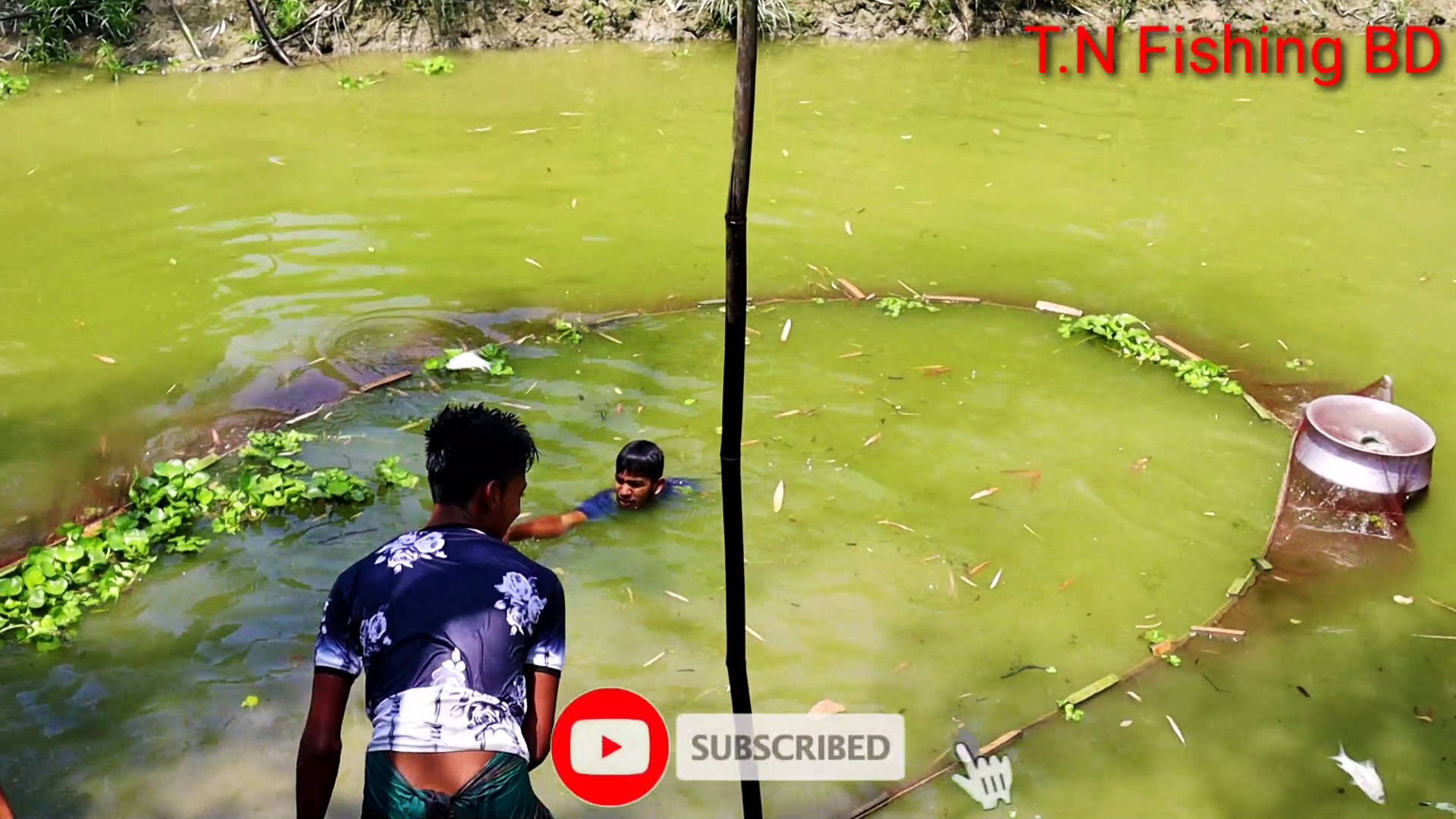 Net Fishing  Fish Catching Using By Net in The Village Beautiful Water Pond  T.N Fishing BD