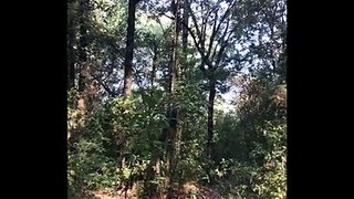 The Sounds of a Mexican Forest