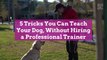 5 Tricks You Can Teach Your Dog, Without Hiring a Professional Trainer