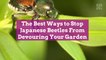 The Best Ways to Stop Japanese Beetles From Devouring Your Garden