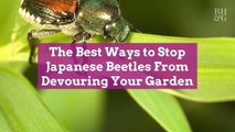 The Best Ways to Stop Japanese Beetles From Devouring Your Garden