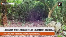 Liberaron a tres yaguaretés en los Esteros del Iberá