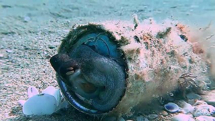 Baby Octopus Resting in New Aluminum Can Home