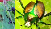 The Best Ways to Stop Japanese Beetles From Devouring Your Garden