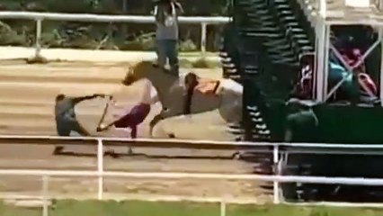 Yarış atı metrelerce uçtu