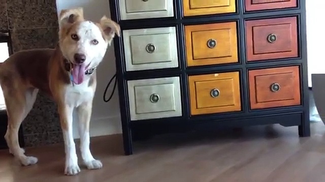 A Dog Looks for a Missing Toy