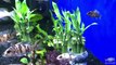 Lucky Bamboo Aquarium Experiment: Part 3