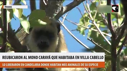 Reubicaron al mono aullador que habitaba entre los techos y árboles de Villa Cabello