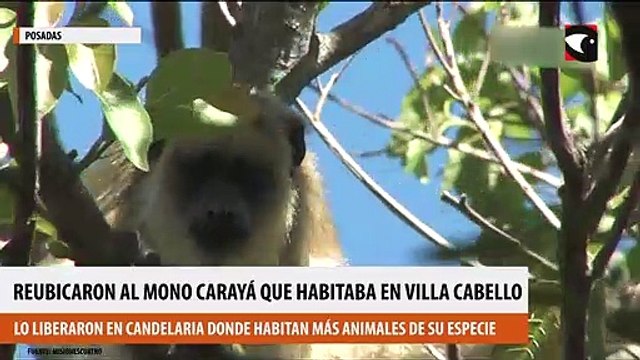 Reubicaron al mono aullador que habitaba entre los techos y árboles de Villa Cabello