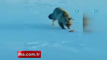 Tilkiyi kedi besler gibi besledi