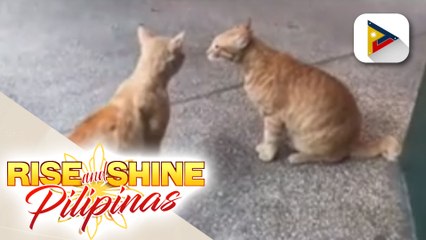 Ilang tips sa pag-aalaga ng mga pusa