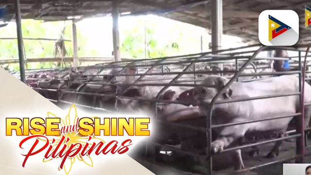 Landbank, itinaas sa P30-B ang pautang para sa mga magbababoy na naapektuhan ng ASF