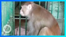 Monyet Alkoholik Dipenjara Seumur Hidup Setelah Serang 250 Orang - TomoNews