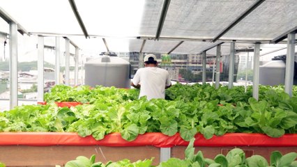 Pemanfaatan Atap Masjid Sebagai Sarana Bercocok Tanam