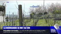 La Normandie, une nouvelle terre pour les viticulteurs ?