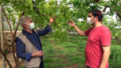 Turfanda üzüm hasadı başladı