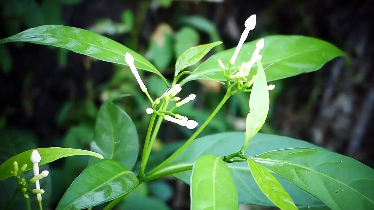 How To Grow Long Hair Fast-Super Fast Hair Growth Formula