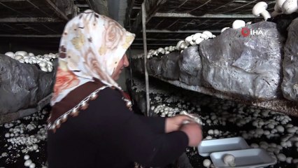 Bitlis’te üretilen kültür mantarı bölge illerine pazarlanıyor