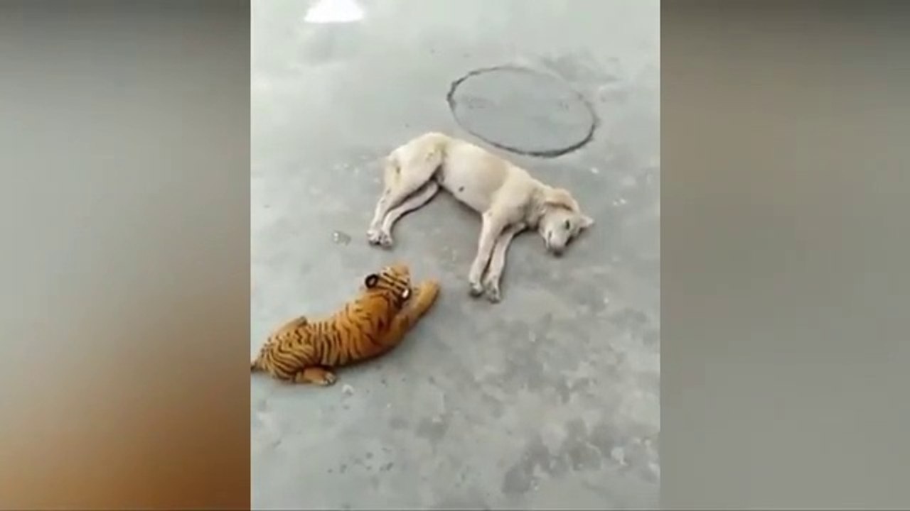 Dog Prank  vedio | Funny vedio | Prank vedio | Popular Funny vedio.