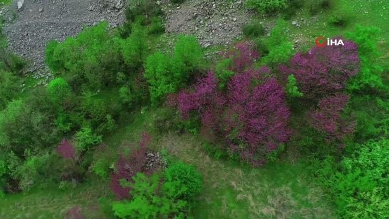 Çiçek açan erguvan ağaçları görenleri hayran bırakıyor