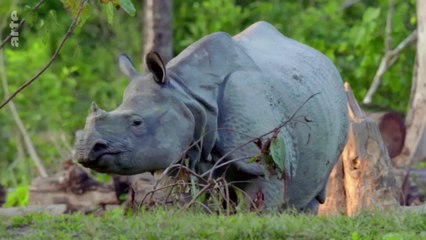 Une année sauvage autour de la planète : Juillet - Août :  Le temps des migrations