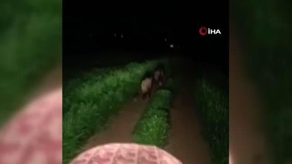 Son Dakika | Tarlada domuz sürüsünü gören vatandaşın şaşkınlığı kamerada