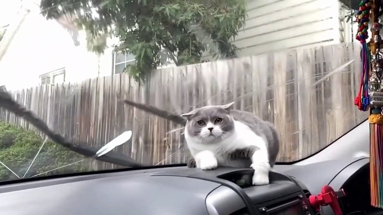 Funniest Animals - Best Of The 2021 Funny Animal Videos #11