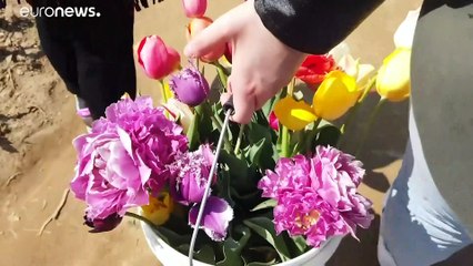 Il giardino di tulipani "take away" alle porte di Milano