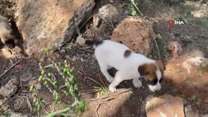 Sokak hayvanlarını beslemek için her gün kilometrelerce yol kat ediyor