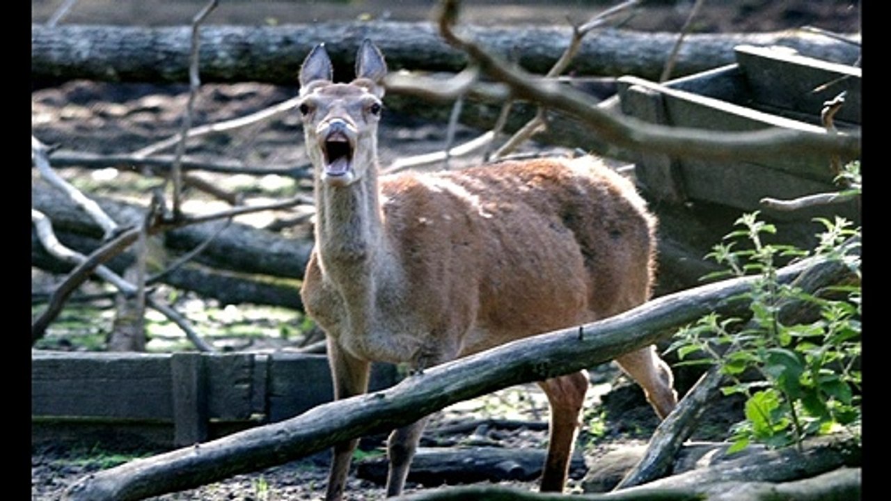 La naissance du faon