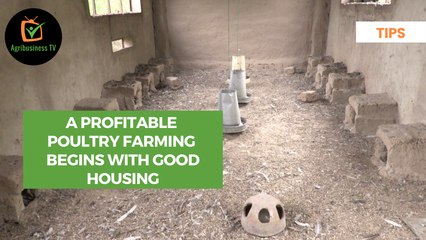 Tips: A profitable poultry farming begins with good housing
