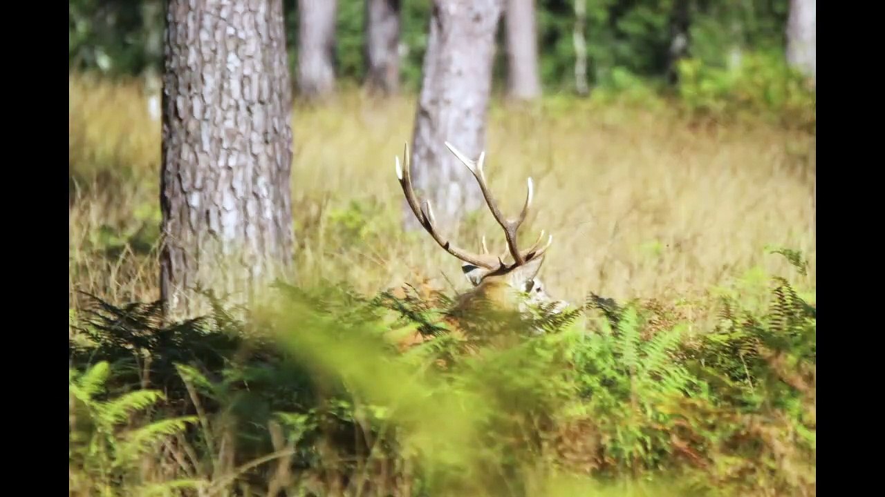 Combat au coeur de la forêt