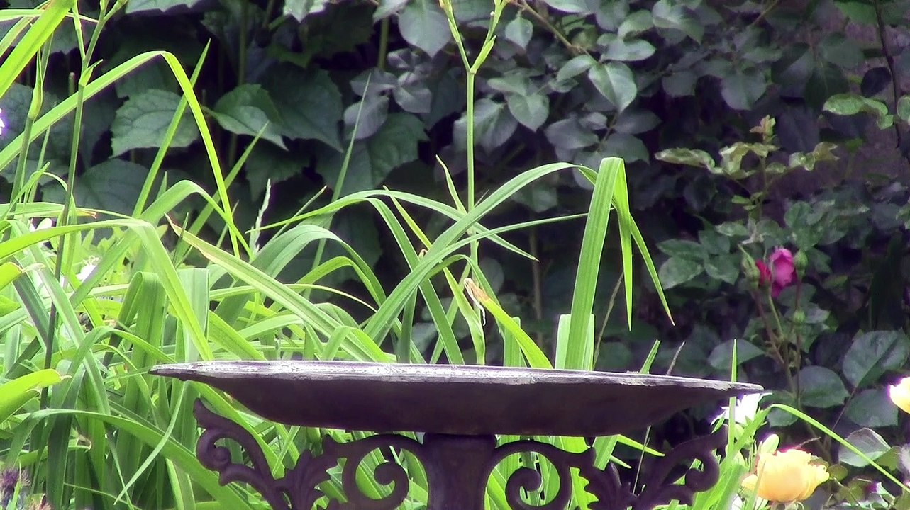 2020-06-09 0iseaux Nampcel