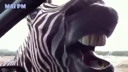 TRY NOT TO LAUGH   Funniest Animals Scared People Reaction of 2020 Weekly