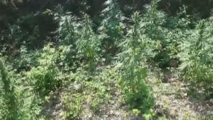 Son dakika haber... Hint keneviri yetiştirilen eve düzenlenen operasyonda bir zanlı yakalandı