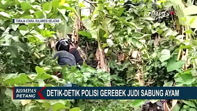 Kocar-kacir saat Polisi Gerebek Praktik Sabung Ayam di Toraja Utara